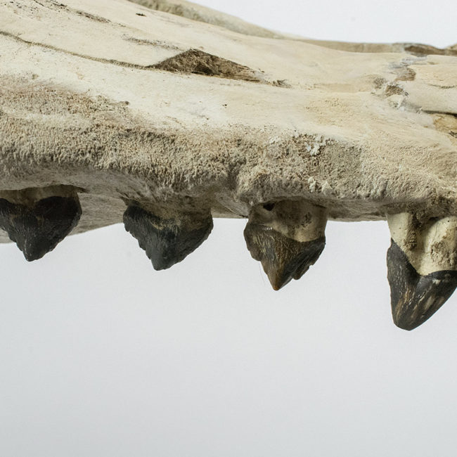 “Shark-toothed” Whale Skull – Squalodon | The Natural Canvas