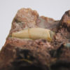 Archosaur tooth, The Natural Canvas