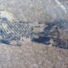 Jurassic Fish from New Mexico &#8211; Hulettia americana, The Natural Canvas