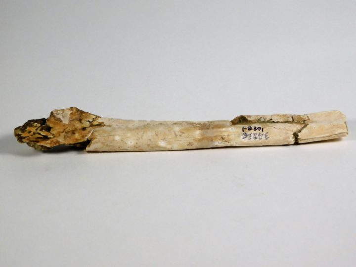 Miocene Shark Tooth Hill Bird Femur, The Natural Canvas