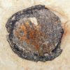 Eocene Fruit, The Natural Canvas