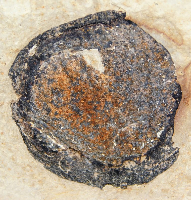 Eocene Fruit, The Natural Canvas