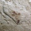 Eocene Seed and Insect, The Natural Canvas