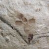 Eocene Seed and Insect, The Natural Canvas