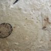 Eocene Seed and Insect, The Natural Canvas