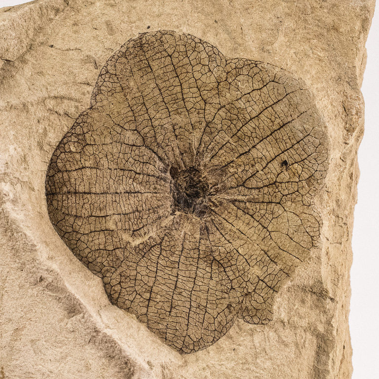 Fossil flower