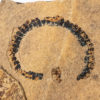 Pennsylvanian Millipede from New Mexico, The Natural Canvas