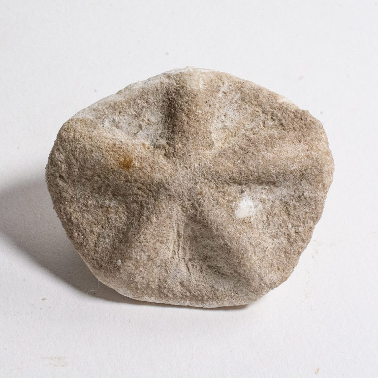 Sand Dollar from California &#8211; Astrodapsis, The Natural Canvas