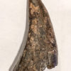 Tyrannosaurus rex tooth