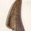 Huge Tyrannosaurus rex tooth, The Natural Canvas