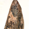 Huge Tyrannosaurus rex tooth, The Natural Canvas