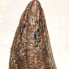 Huge Tyrannosaurus rex tooth, The Natural Canvas