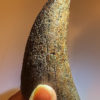 Huge Tyrannosaurus rex tooth, The Natural Canvas