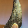 Huge Tyrannosaurus rex tooth, The Natural Canvas