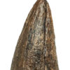 Huge Tyrannosaurus rex tooth, The Natural Canvas