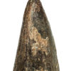 Huge Tyrannosaurus rex tooth, The Natural Canvas