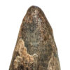 Huge Tyrannosaurus rex tooth, The Natural Canvas