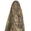 Huge Tyrannosaurus rex tooth, The Natural Canvas