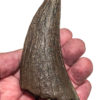 Huge Tyrannosaurus rex tooth, The Natural Canvas