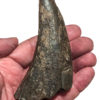 Huge Tyrannosaurus rex tooth, The Natural Canvas