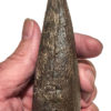 Huge Tyrannosaurus rex tooth, The Natural Canvas