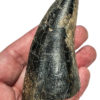 Tyrannosaurus rex tooth