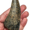 Giant Tyrannosaurus rex tooth, The Natural Canvas