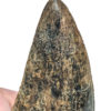 Giant Tyrannosaurus rex tooth, The Natural Canvas