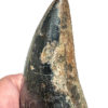 Giant Tyrannosaurus rex tooth, The Natural Canvas