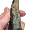 Giant Tyrannosaurus rex tooth, The Natural Canvas