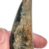 Giant Tyrannosaurus rex tooth, The Natural Canvas