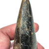 Giant Tyrannosaurus rex tooth, The Natural Canvas