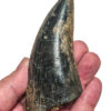 Giant Tyrannosaurus rex tooth, The Natural Canvas