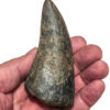 Giant Tyrannosaurus rex tooth, The Natural Canvas