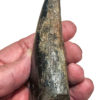 Giant Tyrannosaurus rex tooth, The Natural Canvas