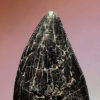 Tyrannosaurus rex tooth, The Natural Canvas