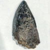 Tyrannosaurus rex tooth, The Natural Canvas