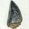 Tyrannosaurus rex tooth, The Natural Canvas