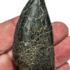 Tyrannosaurus rex tooth, The Natural Canvas