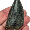 Tyrannosaurus rex tooth, The Natural Canvas