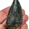 Tyrannosaurus rex tooth, The Natural Canvas