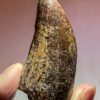 Tyrannosaurus rex tooth with wear facet, The Natural Canvas