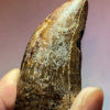 Tyrannosaurus rex tooth with wear facet, The Natural Canvas