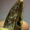 Tyrannosaurus rex tooth with wear facet, The Natural Canvas