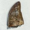 Tyrannosaurus rex tooth with wear facet, The Natural Canvas