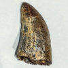 Tyrannosaurus rex tooth with wear facet, The Natural Canvas