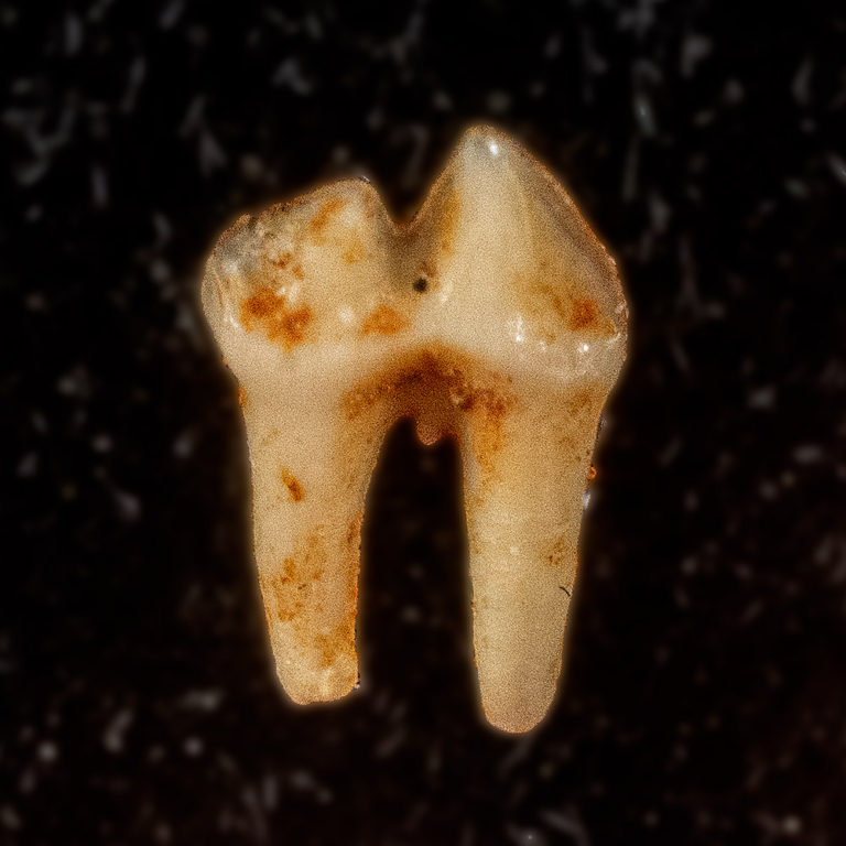 Eocene Bat Molar from France &#8211; Vespertiliavus, The Natural Canvas