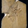 Book &#8211; ARCHAEOPTERYX &#8211; The Icon of Evolution, The Natural Canvas