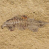 Rare softbodied arthropod &#8211; Thelxiope, The Natural Canvas