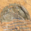 Big Cambrian arthropod - Beckwithia typa - Image 3